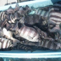 磯部釣船 直栄丸 釣果