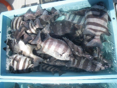 磯部釣船 直栄丸 釣果