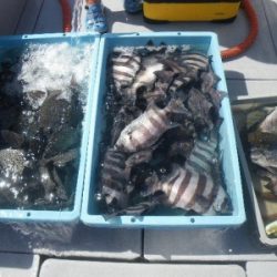 磯部釣船 直栄丸 釣果