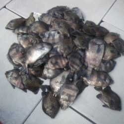 磯部釣船 直栄丸 釣果