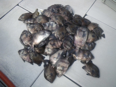 磯部釣船 直栄丸 釣果