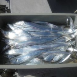 磯部釣船 直栄丸 釣果