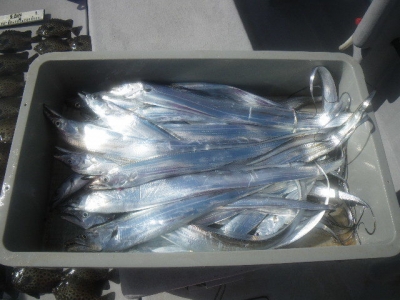 磯部釣船 直栄丸 釣果