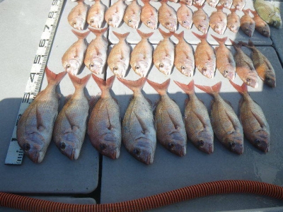 磯部釣船 直栄丸 釣果