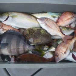 磯部釣船 直栄丸 釣果