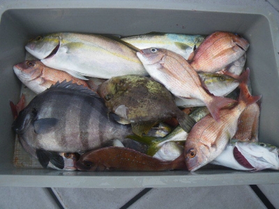 磯部釣船 直栄丸 釣果