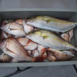 磯部釣船 直栄丸 釣果