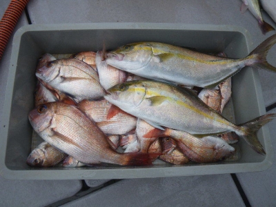 磯部釣船 直栄丸 釣果