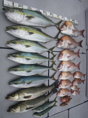 磯部釣船 直栄丸 釣果