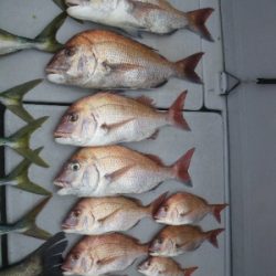 磯部釣船 直栄丸 釣果