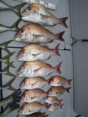 磯部釣船 直栄丸 釣果