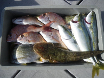 磯部釣船 直栄丸 釣果