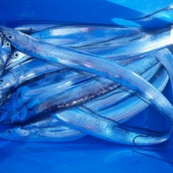 磯部釣船 直栄丸 釣果