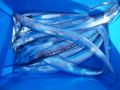 磯部釣船 直栄丸 釣果