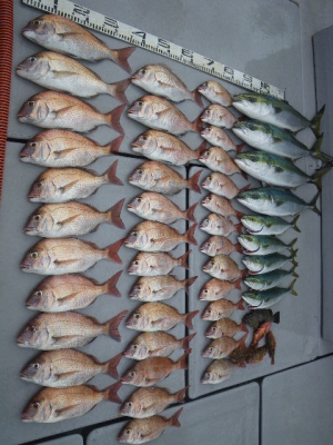 磯部釣船 直栄丸 釣果