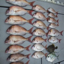 磯部釣船 直栄丸 釣果