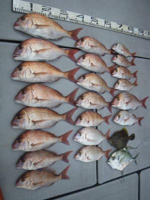 磯部釣船 直栄丸 釣果