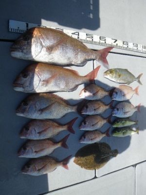 磯部釣船 直栄丸 釣果