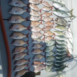 磯部釣船 直栄丸 釣果