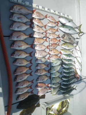 磯部釣船 直栄丸 釣果