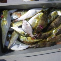 磯部釣船 直栄丸 釣果