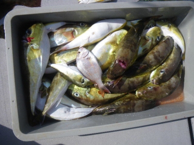 磯部釣船 直栄丸 釣果