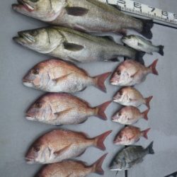 磯部釣船 直栄丸 釣果