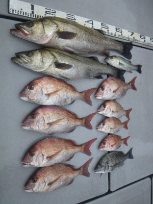 磯部釣船 直栄丸 釣果