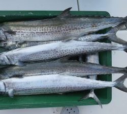 アジアマリンサービス 釣果