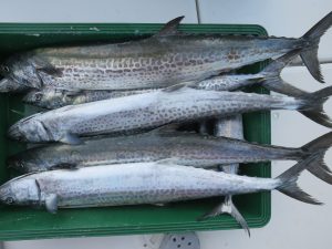 アジアマリンサービス 釣果