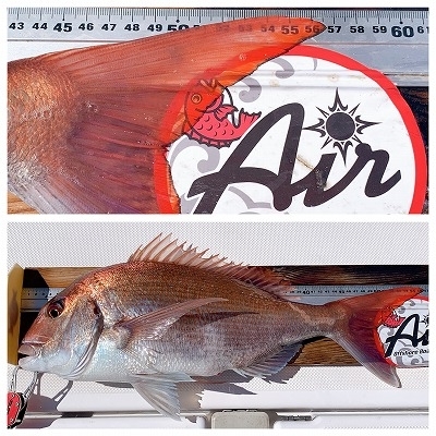 フィシングボートAir(エアー) 釣果