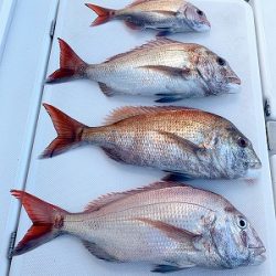 フィシングボートAir(エアー) 釣果