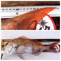 フィシングボートAir(エアー) 釣果