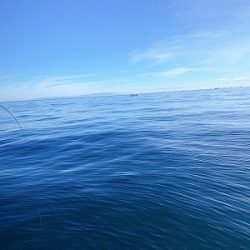 フィシングボートAir(エアー) 釣果