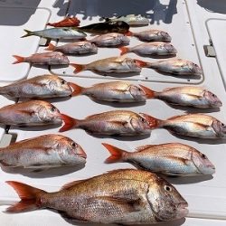 フィシングボートAir(エアー) 釣果