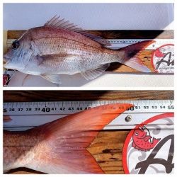 フィシングボートAir(エアー) 釣果