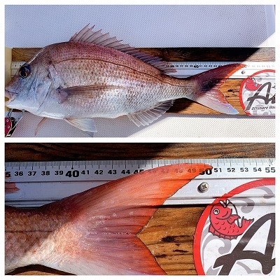 フィシングボートAir(エアー) 釣果