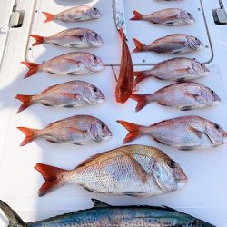 フィシングボートAir(エアー) 釣果