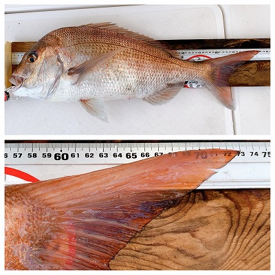 フィシングボートAir(エアー) 釣果