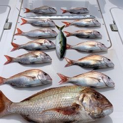 フィシングボートAir(エアー) 釣果