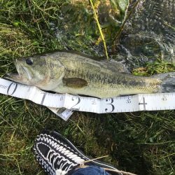 電車釣行での使い心地報告！【メガバス（Megabass）トライザ　インプレッション】