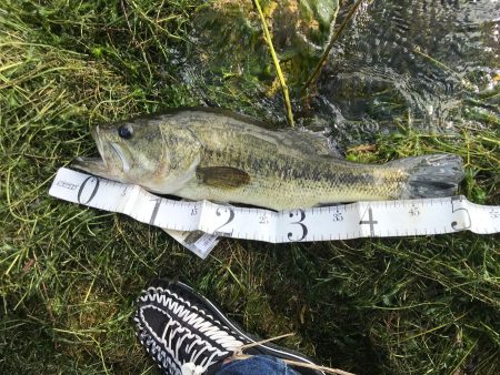 電車釣行での使い心地報告！【メガバス（Megabass）トライザ　インプレッション】