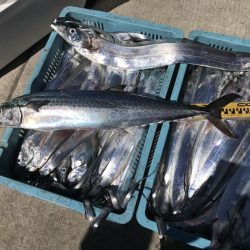 釣り船角田 釣果