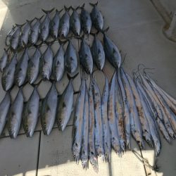 釣り船角田 釣果