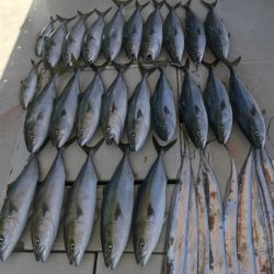 釣り船角田 釣果