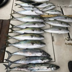 釣り船角田 釣果