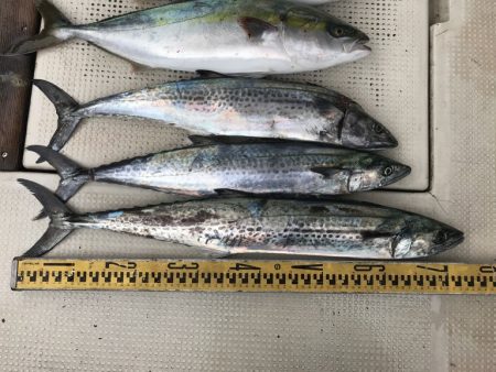 釣り船角田 釣果