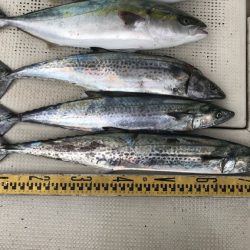 釣り船角田 釣果