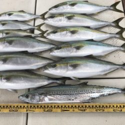 釣り船角田 釣果