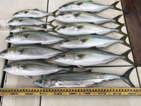 釣り船角田 釣果